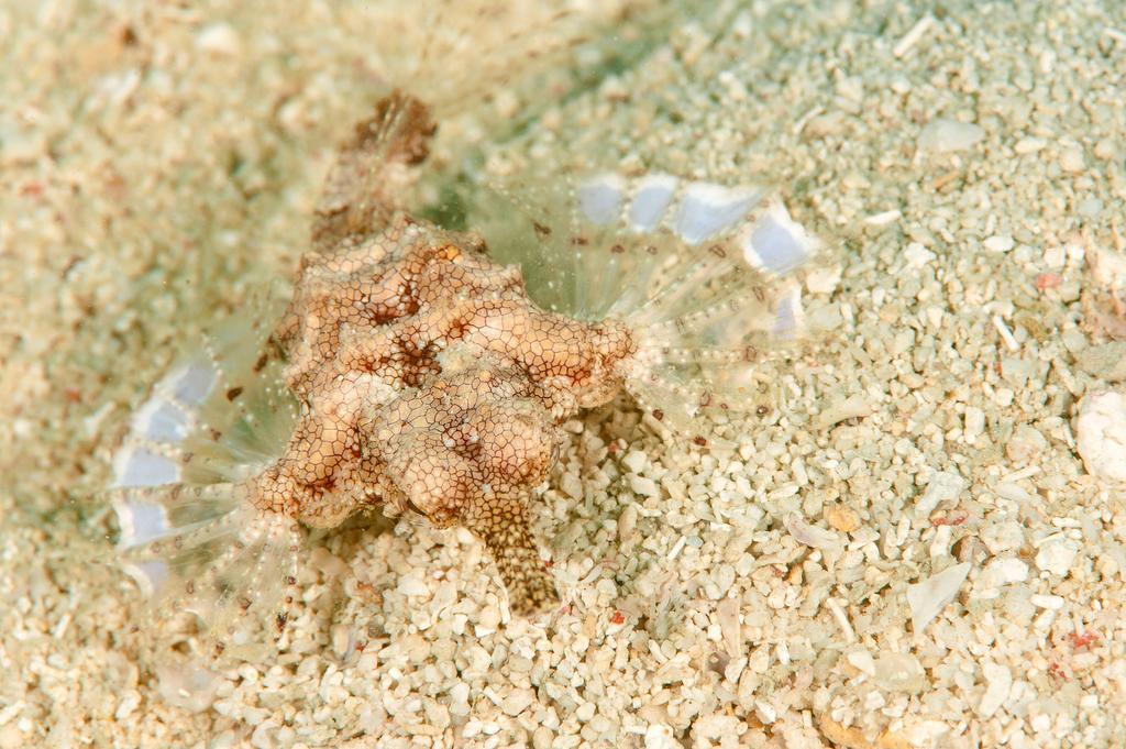Sampaguita Resort Moalboal Exteriér fotografie